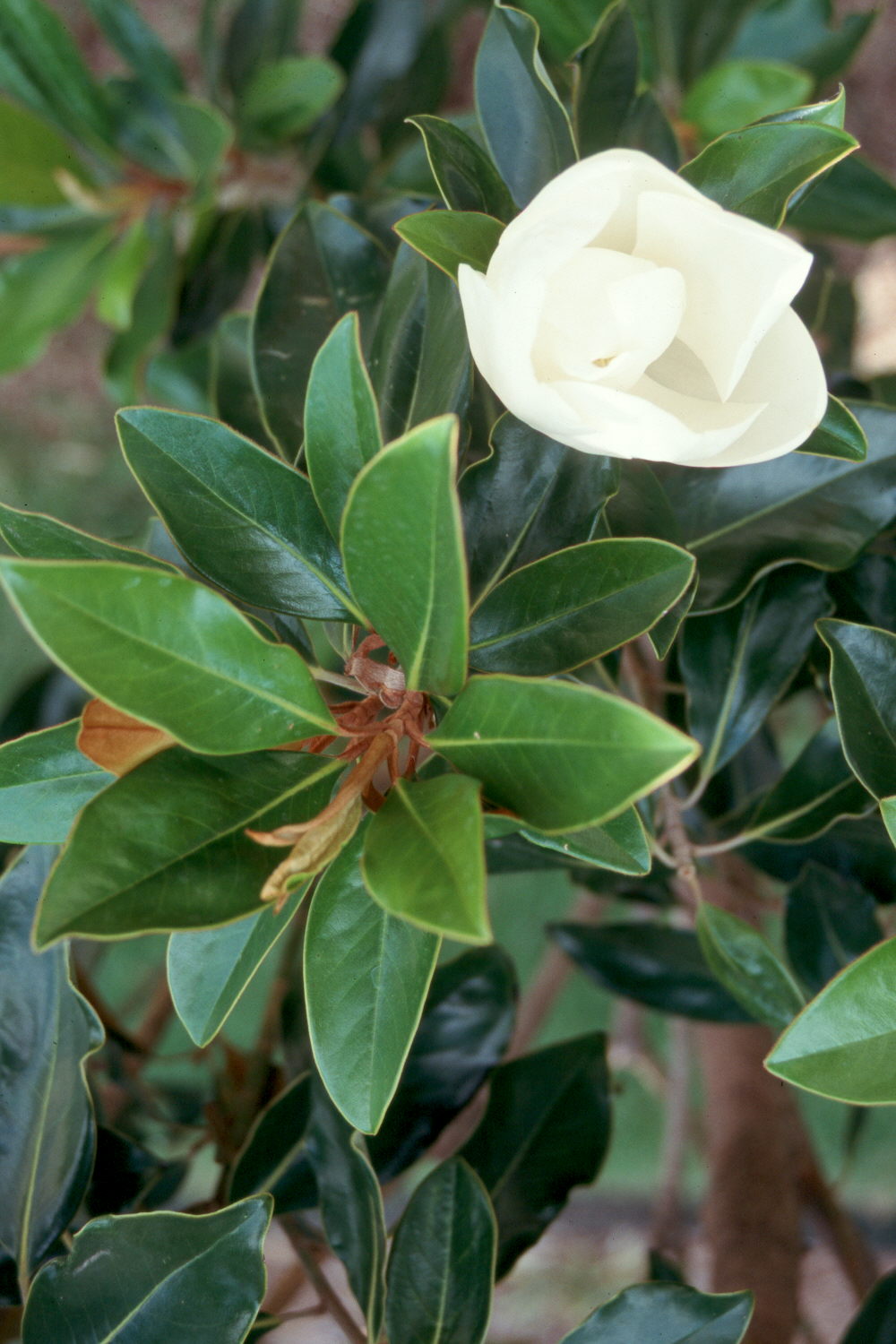 Plant Southern magnolias now 
